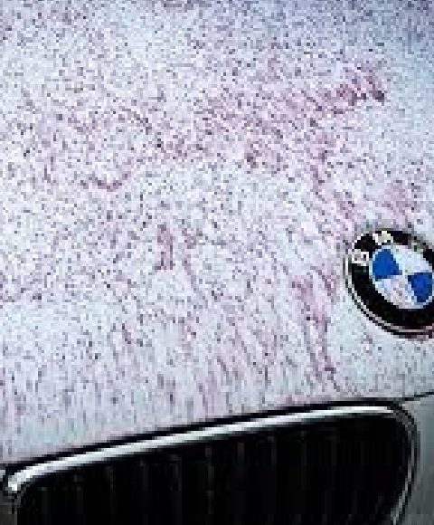 Descontaminação de pintura automotivo perto de São José - SC
